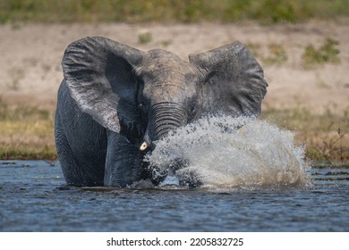 2,443 Elephant Water Spray Stock Photos, Images & Photography ...