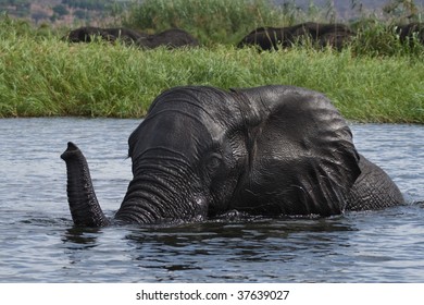 African Elephant Swimming Stock Photo 37639027 