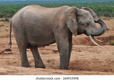 African Elephant Trunk Raised Stock Photo 264919598 | Shutterstock