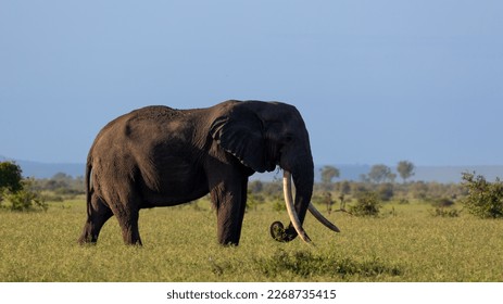 African elephant tusker, very long tusks
