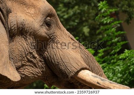 African elephant with tusks. Closeup of head and face. Big herbivorous mammal. Wild pachiderm animal. Wildlife and zoo. Nature and fauna