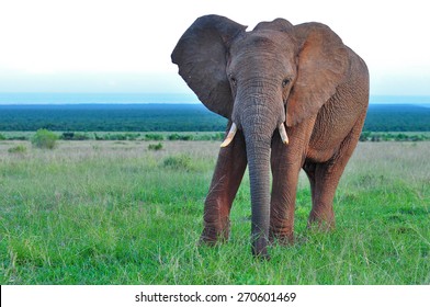 African Elephant Walking And Browsing