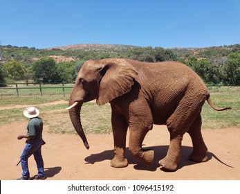 African Elephant Walking With Game Ranger