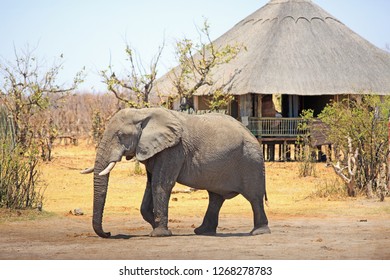 African Elephant Walking Through A Safari Lodge In Hwange National Park, Zimbabwe