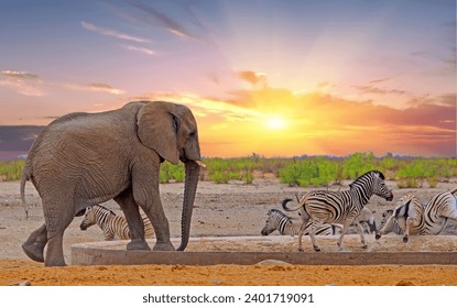 African elephant at a waterhole, with zebras moving away - Elephants rule the waterholes - Zebra running with legs in the air. Etosha, Namibia - Powered by Shutterstock