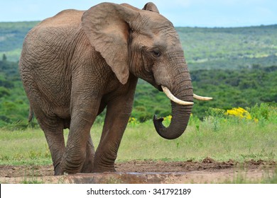 African Elephant At A Watering Hole