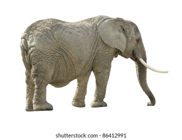 African Elephant White Back Stock Photo (Edit Now) 86957299