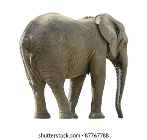 2,185 African elephant back Images, Stock Photos & Vectors | Shutterstock