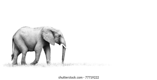 African Elephant With White Background