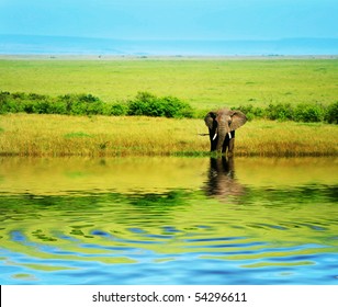 African Elephant In The Wild. Africa. Kenya. Masai Mara