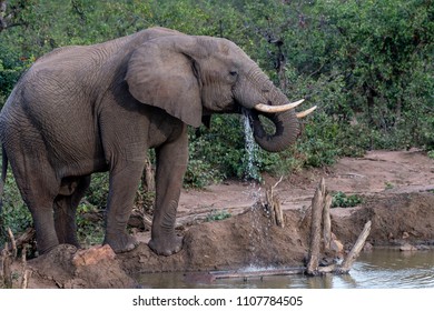 ivory color Carved Asian African Elephant Tusk safari jungle Statue Sculpture