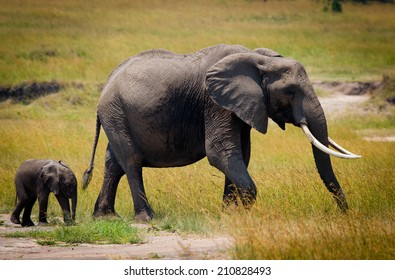 584 Baby Safari Jeep Images, Stock Photos & Vectors | Shutterstock