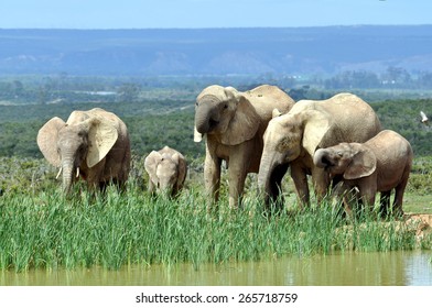 African Elephants In Addo Elephant National Park