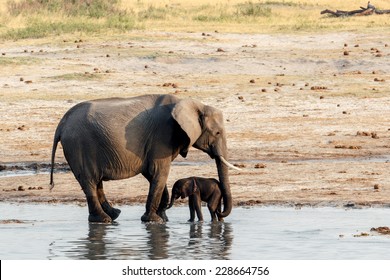 African Elephants With Baby Elephant Drinking At Waterhole Hwange National Park, Matabeleland, North Zimbabwe. True Wildlife Photography