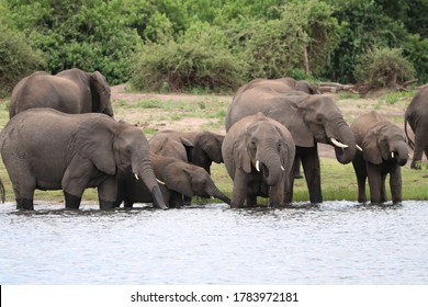 African Elephants bathing in the Chobe River in Botswana