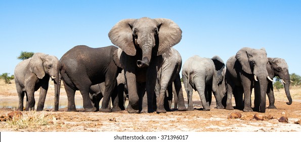 African Elephants In Botswana