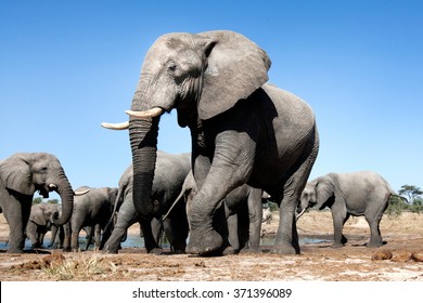 African Elephants in Botswana