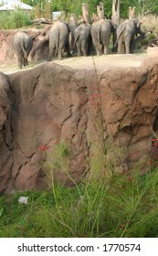 African Elephants At Busch Gardens, Tampa, Florida