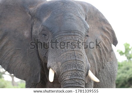 Similar – two elephants in Aberdare National Park in Kenya