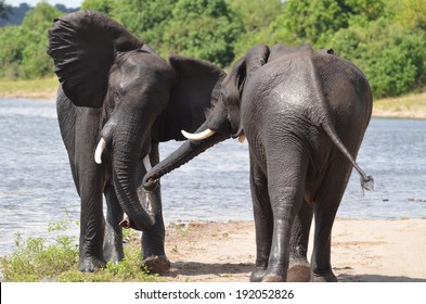 African Elephants Fighting