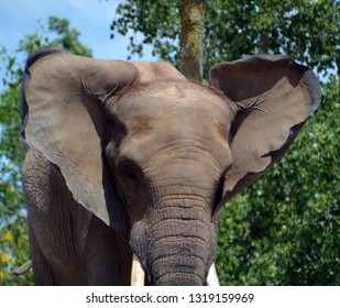 African Elephants Elephants Genus Loxodonta Genus Stock Photo (Edit Now