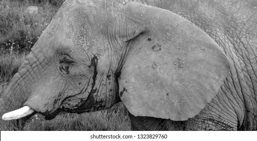 African Elephants Elephants Genus Loxodonta Genus Stock Photo (Edit Now