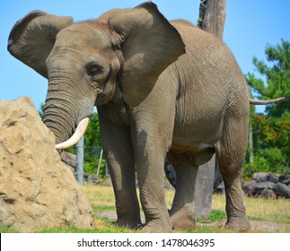 African Elephants Elephants Genus Loxodonta Genus Stock Photo