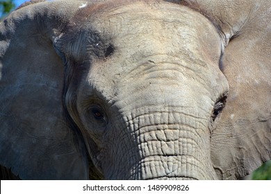 African Elephants Elephants Genus Loxodonta Genus Stock Photo