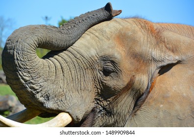 African Elephants Elephants Genus Loxodonta Genus Stock Photo