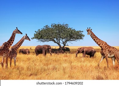 African elephants, giraffes and a lone tree in the savannah. Tanzania. Serengeti national park. - Powered by Shutterstock