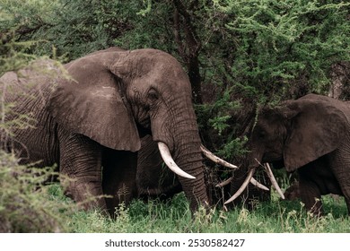 African elephants grazing in the shade of acacia trees. A serene image of African elephants peacefully grazing under the shade of acacia trees - Powered by Shutterstock