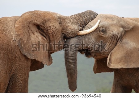African elephants greeting each other with trunks and mouths touching