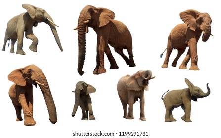 African Elephants Isolated On White Background Stock Photo 1199291731 ...