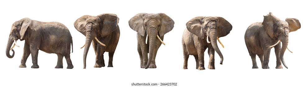 African Elephants Isolated On White