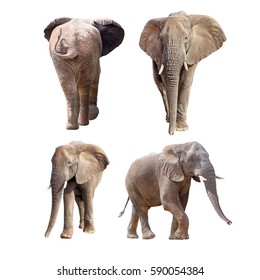 African elephants isolated on white - Collage of four different positions