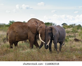 African Elephants In Kenyan Safari Park