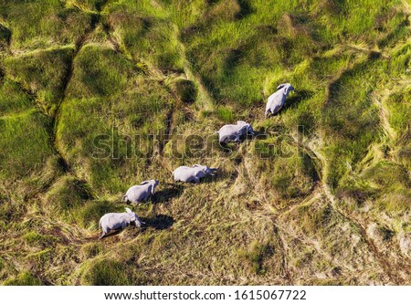 African Elephants (Loxodonta africana), cows, feeding in a freshwater marsh, aerial view, Okavango Delta, Botswana