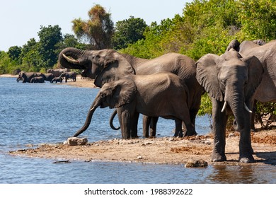 African Elephants (Loxodonta africana) drinking at the Chobe River in Chobe National Park in northern Botswana, Africa.