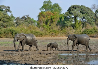 African Elephants (Loxodonta Africana), Elephant Family, Baby Elephant, Kanga Waterhole, Mana Pools National Park, Mashonaland West Province, Zimbabwe