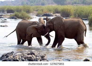 African Elephants (Loxodonta africana), fighting in the river, Kruger National Park, South Africa.