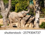 The African elephants (Loxodonta africana) at Lisbon Zoo (Jardim Zoologico de Lisboa) is taking the food from a container. This is kind of enrichment activity in zoo.