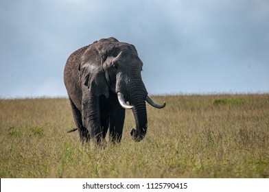 African Elephants, Loxodonta africana, National Park, Kenya, Africa, Proboscidea Order, Elephantidae Family
