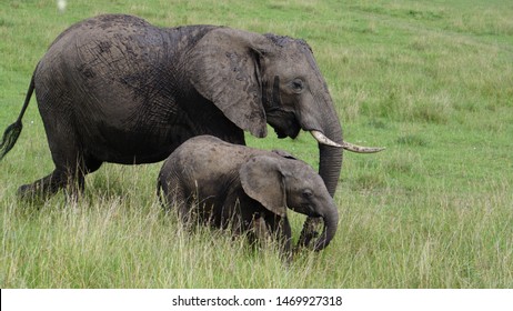 African elephants in the Masai Mara National Park in Kenya in Africa - Shutterstock ID 1469927318