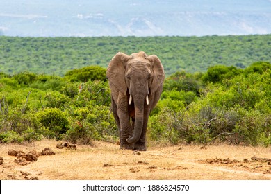 African Elephants moving through the African Savanna - Powered by Shutterstock