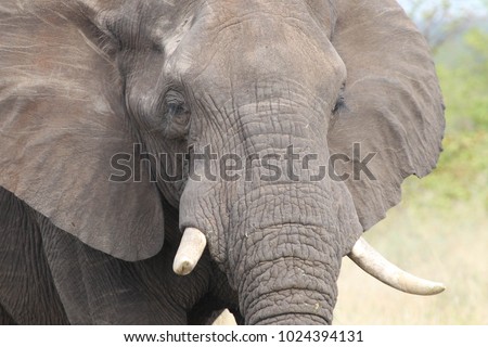 Similar – two elephants in Aberdare National Park in Kenya