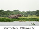 African elephants near the dam in Murchison Falls national park. The group of elephant near the lake. Safari in Uganda. 