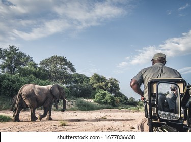 African Elephants Photographed On Safari In Southern Africa