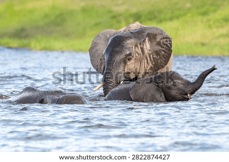 African elephants playing while bathing and cooling offf in the water of Chobe River in Chobe National Park, Botswana