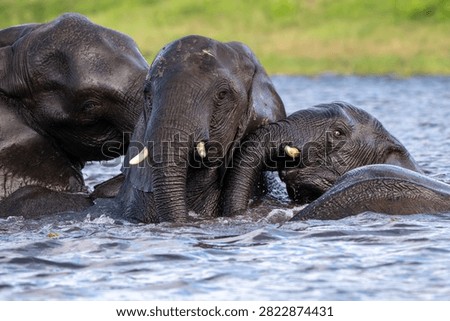 African elephants playing while bathing and cooling offf in the water of Chobe River in Chobe National Park, Botswana