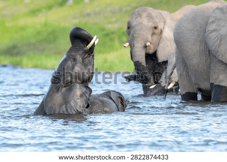 African elephants playing while bathing and cooling offf in the water of Chobe River in Chobe National Park, Botswana